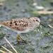 Least Sandpiper - Photo (c) Greg Lasley, some rights reserved (CC BY-NC), uploaded by Greg Lasley
