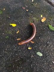 Thyropygus allevatus