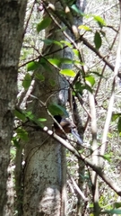 Copsychus malabaricus