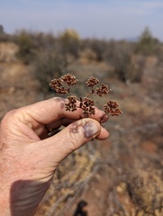 Chorizanthe stellulata