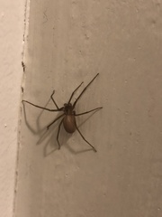 Loxosceles reclusa