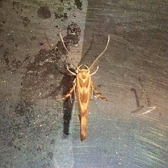 Stathmopoda