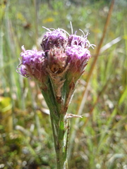 Carphephorus pseudoliatris