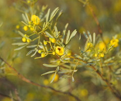 Senna artemisioides