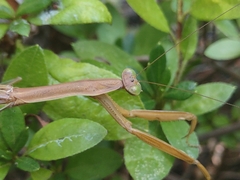 Tenodera sinensis