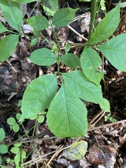 Fraxinus pennsylvanica