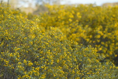 Senna artemisioides
