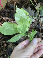 Fraxinus pennsylvanica
