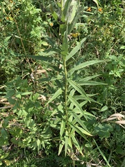 Solidago canadensis
