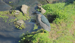 Nycticorax nycticorax obscurus