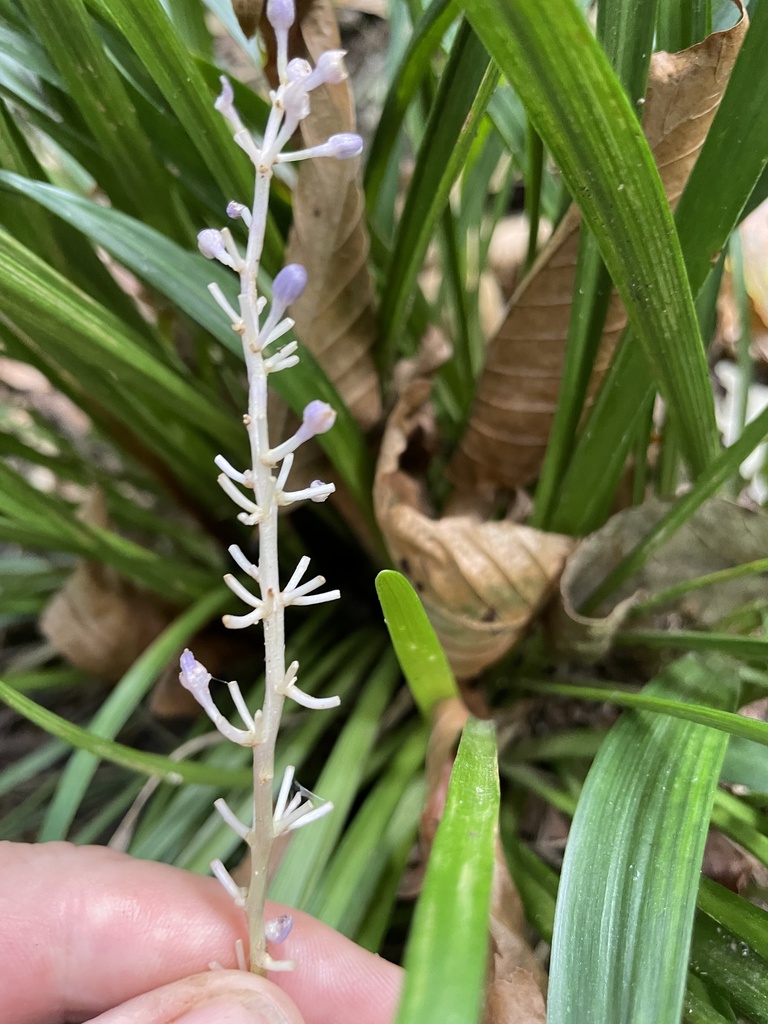 Liriope