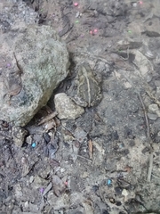 Incilius nebulifer