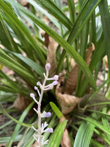 Liriope muscari