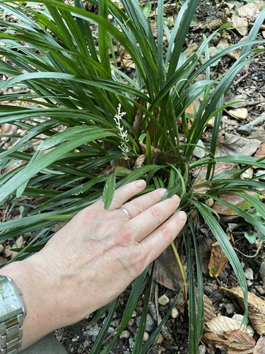 Liriope muscari