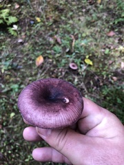 Russula mariae