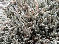 Selaginella wallacei