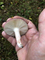 Russula mariae
