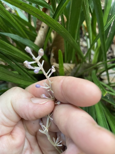 Liriope muscari