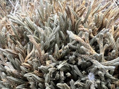 Selaginella wallacei