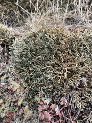 Selaginella wallacei