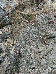 Selaginella wallacei