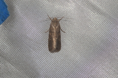 Spodoptera exigua