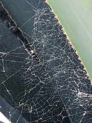 Frontinella pyramitela