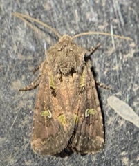 Lacinipolia renigera