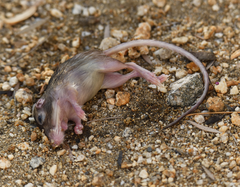 Chaetodipus penicillatus