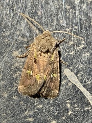 Lacinipolia renigera