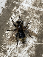 Laphria