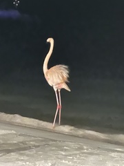 Phoenicopterus ruber