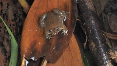 Lingnan Floating Frog photo 4