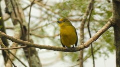 Euphonia violacea
