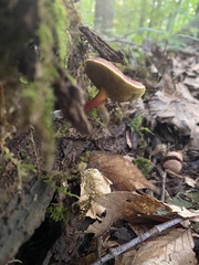 Boletus spadiceus gracilis