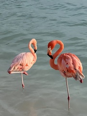 Phoenicopterus ruber