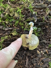 Boletus spadiceus gracilis
