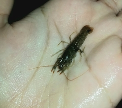 Faxonius virilis