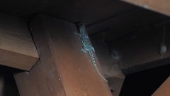 Hemidactylus garnotii