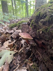 Boletus spadiceus gracilis