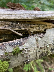 Arcyria cinerea