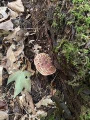 Boletus spadiceus gracilis