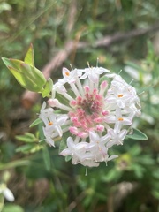Pimelea linifolia linifolia