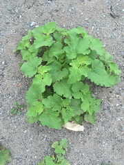 Xanthium strumarium canadense