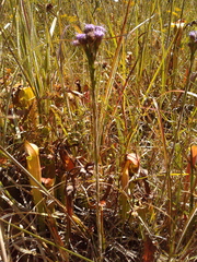 Carphephorus pseudoliatris