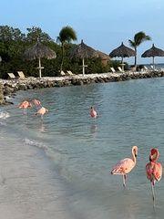 Phoenicopterus ruber