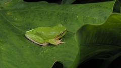 Hyla simplex