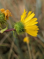 Grindelia integrifolia