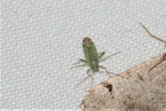 Miridae