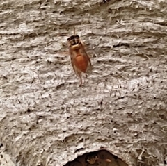 Nectarinella championi